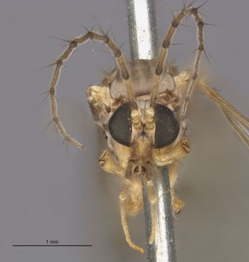 Media type: image;   Entomology 10281 Aspect: head frontal view